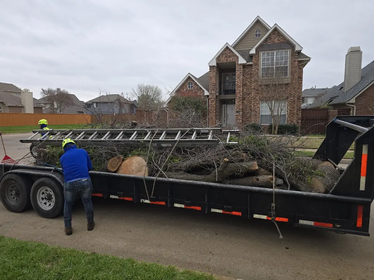 Expert Deadwooding with proper safety equipment in Maywood